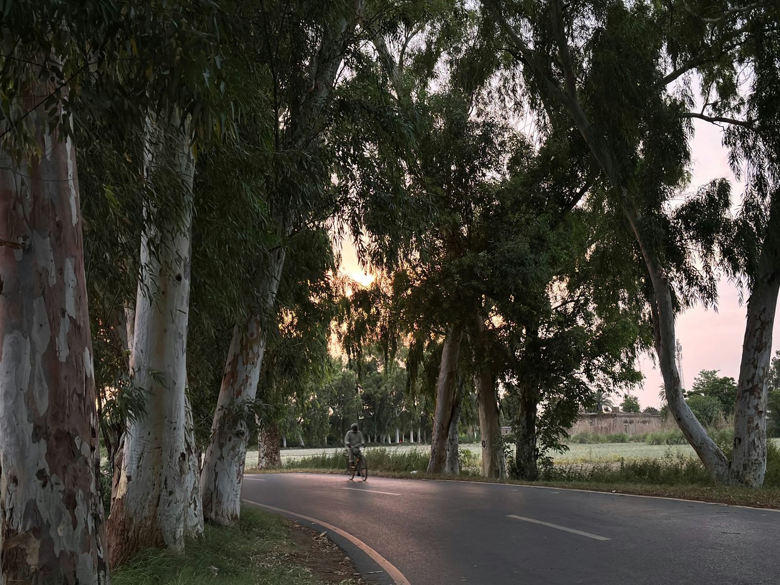 À vélo sur une petite route bordée d’arbres, au soleil couchant