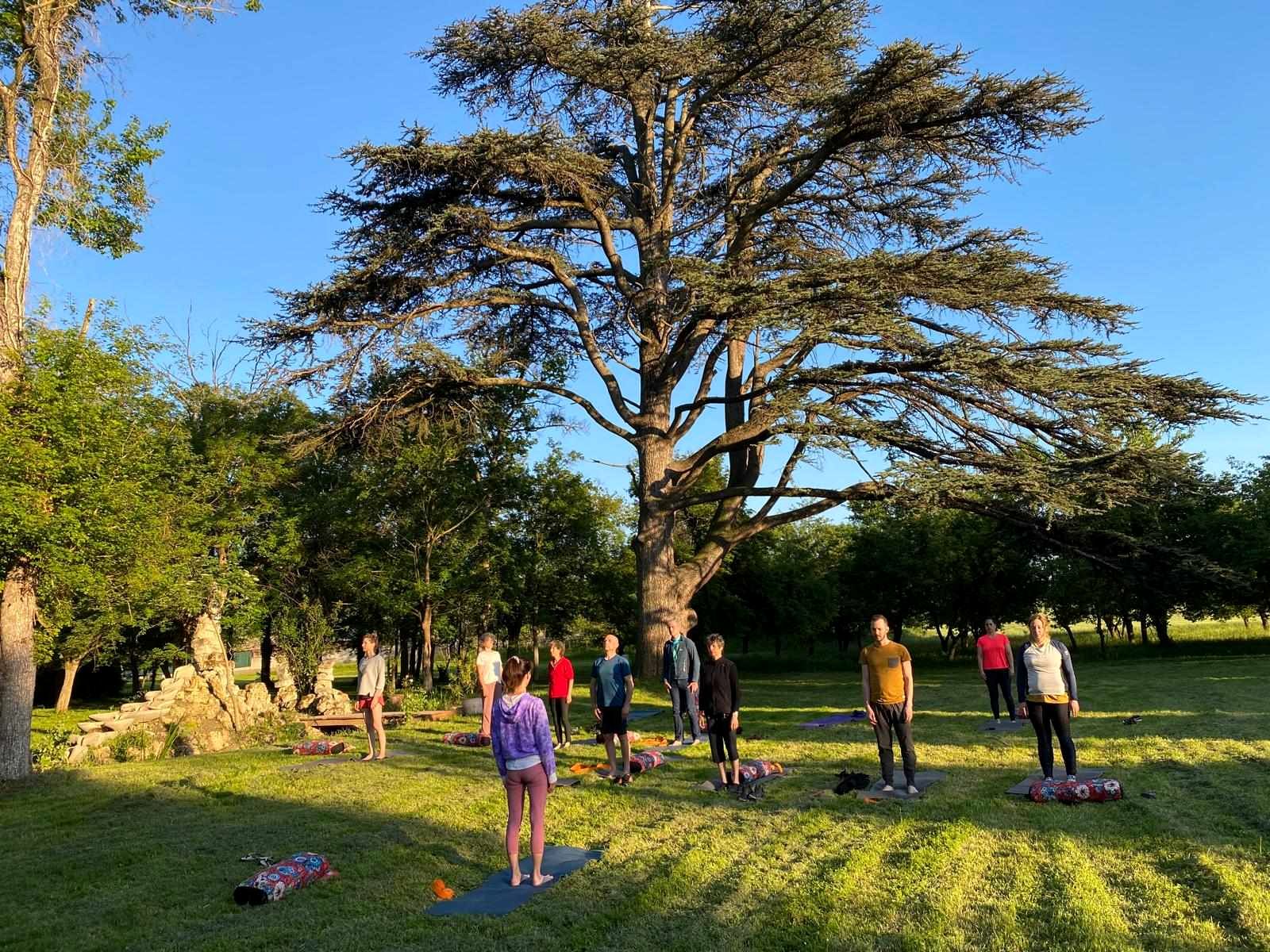 Séance de yoga sous le grand cèdre du parc